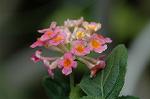 Dcim6043/DSC_0554