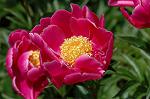 Dcim6043/DSC_0610