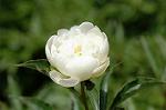Dcim6043/DSC_0616