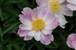 Dcim6043/DSC_0620