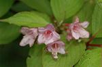 Dcim6044/DSC_0637