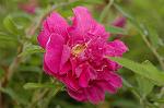 Dcim6045/DSC_0774