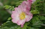 Dcim6045/DSC_0811