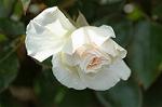 Dcim6046/DSC_0893