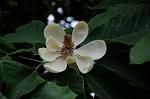 Dcim6048/DSC_7882