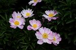 Dcim6048/DSC_7905