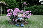 Dcim6049/DSC_8022