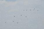Dcim6051/DSC_1241