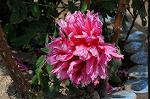 Dcim6067/DSC_0009