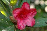 Dcim6083/DSC_2030