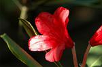 Dcim6083/DSC_2033