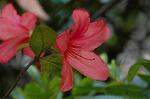 Dcim6083/DSC_2036
