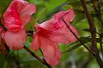 Dcim6083/DSC_2037
