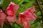 Dcim6083/DSC_2038