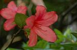 Dcim6083/DSC_2039