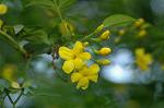 Dcim6084/DSC_2152
