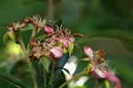 Dcim6084/DSC_2246
