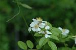 Dcim6084/DSC_2250