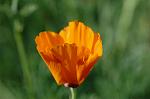 Dcim6084/DSC_2277