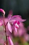Dcim6085/DSC_2291
