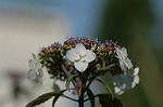 Dcim6085/DSC_2304