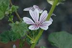 Dcim6085/DSC_2326
