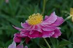 Dcim6086/DSC_2413