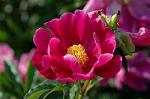 Dcim6086/DSC_2421