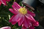 Dcim6086/DSC_2425