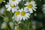 Dcim6086/DSC_2430