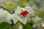 Dcim6086/DSC_2477
