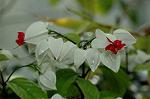 Dcim6086/DSC_2478