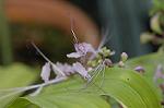 Dcim6086/DSC_2504