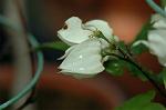Dcim6086/DSC_2508