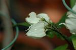 Dcim6086/DSC_2509