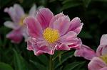Dcim6086/DSC_2530