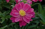 Dcim6086/DSC_2532