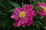 Dcim6086/DSC_2533