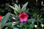 Dcim6087/DSC_0974