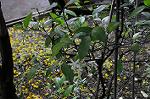 Dcim6087/DSC_0999