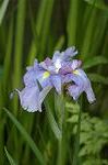 Dcim6136/DSC_4077