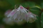 Dcim6136/DSC_4121