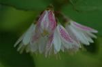 Dcim6136/DSC_4124