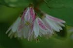 Dcim6136/DSC_4126