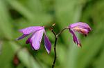Dcim6137/DSC_4308