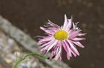 Dcim6138/DSC_4386