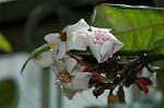 Dcim6139/DSC_4520