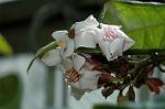 Dcim6139/DSC_4523
