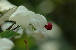 Dcim6139/DSC_4537