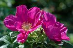 Dcim6174/DSC_5973